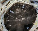 Petrified Wood (Schinoxylon) Slab - Blue Forest, Wyoming #78859-1